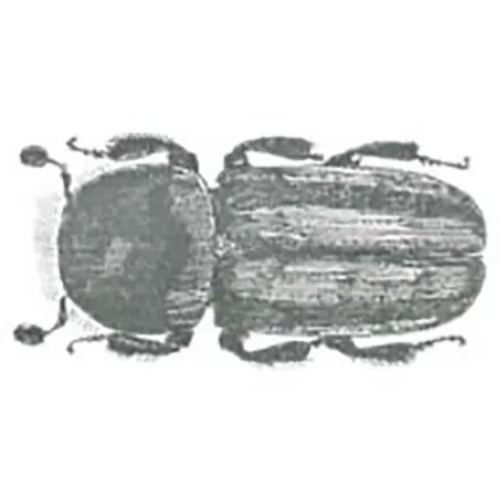 Trypodendron lineatum